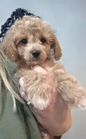 Mack, a male Poodle - Toy  and Shichon for sale in Albert Lea, MN – 3 of 8