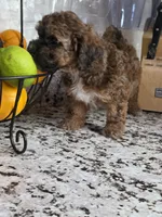 Cocoapuff, a female Poodle - Toy  and Shichon for sale in Albert Lea, MN – 6 of 10