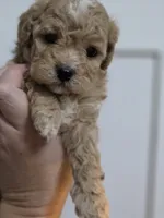 Chevelle , a female Poodle - Toy  and Shichon for sale in Albert Lea, MN – 4 of 9