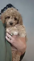 Mack, a male Poodle - Toy  and Shichon for sale in Albert Lea, MN – 4 of 8