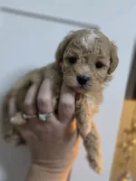 Chevelle , a female Poodle - Toy  and Shichon for sale in Albert Lea, MN – 9 of 9