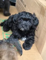 Sasha , a female Poodle - Toy  and Shichon for sale in Albert Lea, MN – 2 of 3