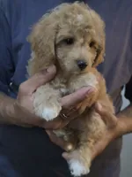 Mack, a male Poodle - Toy  and Shichon for sale in Albert Lea, MN – 8 of 8