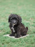 Prince, a male Poodle - Toy  and Shichon for sale in Albert Lea, MN – 5 of 8
