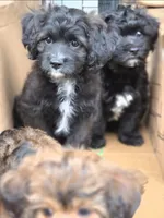 Prince, a male Poodle - Toy  and Shichon for sale in Albert Lea, MN – 4 of 8