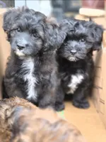 Prince, a male Poodle - Toy  and Shichon for sale in Albert Lea, MN – 2 of 8