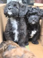 Prince, a male Poodle - Toy  and Shichon for sale in Albert Lea, MN – 3 of 8