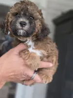 Cocoapuff, a female Poodle - Toy  and Shichon for sale in Albert Lea, MN – 8 of 10