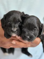 Ford, a male Poodle - Toy  and Shichon for sale in Albert Lea, MN – 3 of 9