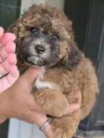 Cocoapuff, a female Poodle - Toy  and Shichon for sale in Albert Lea, MN – 9 of 10