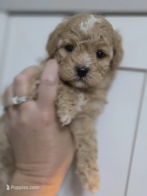 Chevelle  – Poodle - Toy , Shichon puppy for sale in Albert Lea, MN