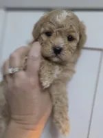 Chevelle , a female Poodle - Toy  and Shichon for sale in Albert Lea, MN – 1 of 9