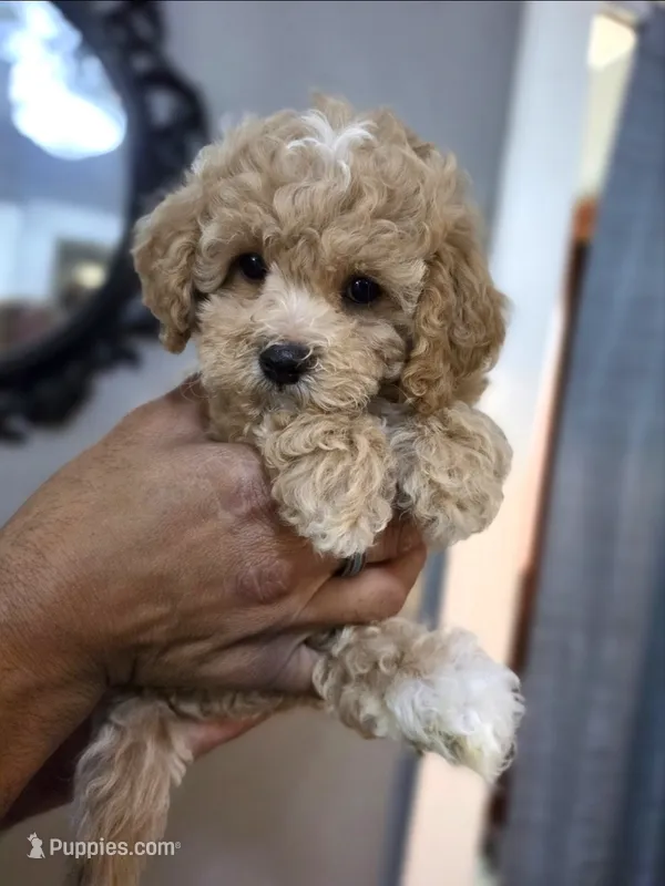 Luxe – Poodle - Toy , Shichon puppy for sale in Albert Lea, MN