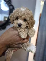 Luxe, a female Poodle - Toy  and Shichon for sale in Albert Lea, MN – 1 of 9