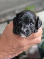 Ford, a male Poodle - Toy  and Shichon for sale in Albert Lea, MN – 7 of 9