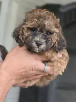 Cocoapuff, a female Poodle - Toy  and Shichon for sale in Albert Lea, MN – 5 of 10