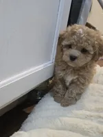 Luxe, a female Poodle - Toy  and Shichon for sale in Albert Lea, MN – 5 of 9