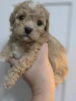 Chevelle , a female Poodle - Toy  and Shichon for sale in Albert Lea, MN – 5 of 9