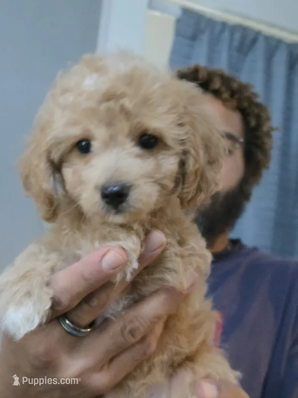 Mack – Poodle - Toy , Shichon puppy for sale in Albert Lea, MN