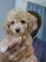 Mack, a male Poodle - Toy  and Shichon for sale in Albert Lea, MN – 1 of 8