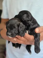 Ford, a male Poodle - Toy  and Shichon for sale in Albert Lea, MN – 5 of 9
