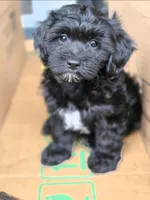 Sasha , a female Poodle - Toy  and Shichon for sale in Albert Lea, MN – 3 of 3