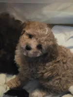 Luxe, a female Poodle - Toy  and Shichon for sale in Albert Lea, MN – 6 of 9
