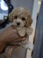 Luxe, a female Poodle - Toy  and Shichon for sale in Albert Lea, MN – 9 of 9