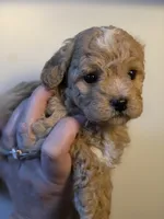 Chevelle , a female Poodle - Toy  and Shichon for sale in Albert Lea, MN – 2 of 9