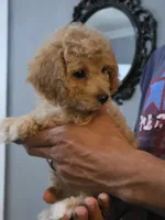Mack, a male Poodle - Toy  and Shichon for sale in Albert Lea, MN – 5 of 8