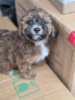 Cocoapuff, a female Poodle - Toy  and Shichon for sale in Albert Lea, MN – 7 of 10