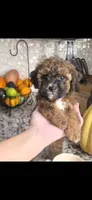 Cocoapuff, a female Poodle - Toy  and Shichon for sale in Albert Lea, MN – 2 of 10