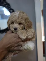 Luxe, a female Poodle - Toy  and Shichon for sale in Albert Lea, MN – 8 of 9