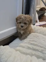 Luxe, a female Poodle - Toy  and Shichon for sale in Albert Lea, MN – 4 of 9