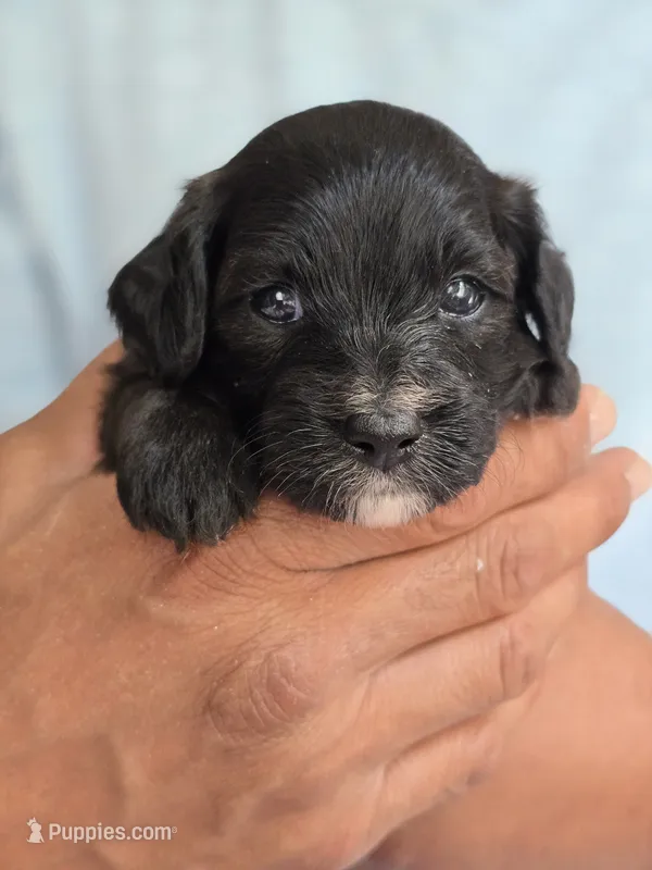 Ford – Poodle - Toy , Shichon puppy for sale in Albert Lea, MN