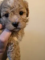 Chevelle , a female Poodle - Toy  and Shichon for sale in Albert Lea, MN – 3 of 9