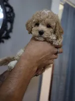 Luxe, a female Poodle - Toy  and Shichon for sale in Albert Lea, MN – 7 of 9