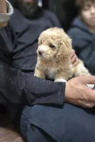 Maximus, a male Poodle - Toy  and Shichon for sale in Albert Lea, MN – Photo 3 of 10