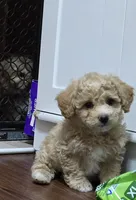 Maximus, a male Poodle - Toy  and Shichon for sale in Albert Lea, MN – Photo 4 of 10