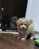 Maximus, a male Poodle - Toy  and Shichon for sale in Albert Lea, MN – Photo 2 of 10