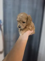 Chevy, a male Poodle - Toy  and Shichon for sale in Albert Lea, MN – 8 of 8