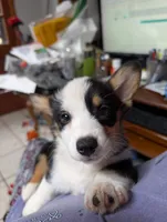 Tulip, a female Pembroke Welsh Corgi for sale in Blountville, TN – 2 of 2
