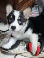 Maple, a female Pembroke Welsh Corgi for sale in Blountville, TN – 2 of 2