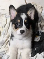 Tilly, a female Pembroke Welsh Corgi for sale in Blountville, TN – 2 of 2