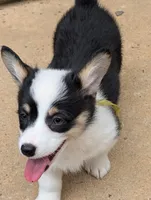 Iris, a female Pembroke Welsh Corgi for sale in Blountville, TN – 2 of 2