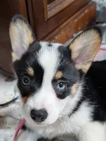 Maple, a female Pembroke Welsh Corgi for sale in Blountville, TN – 1 of 2