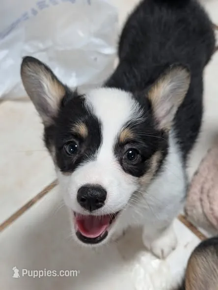 Iris – Pembroke Welsh Corgi puppy for sale in Blountville, TN