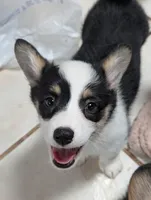 Iris, a female Pembroke Welsh Corgi for sale in Blountville, TN – 1 of 2