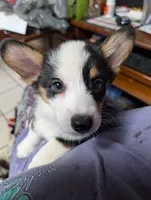 Tulip, a female Pembroke Welsh Corgi for sale in Blountville, TN – 1 of 2