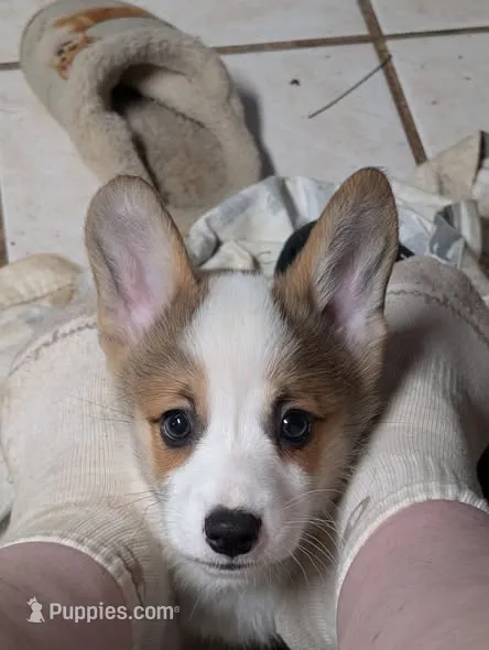 Duke – Pembroke Welsh Corgi puppy for sale in Blountville, TN